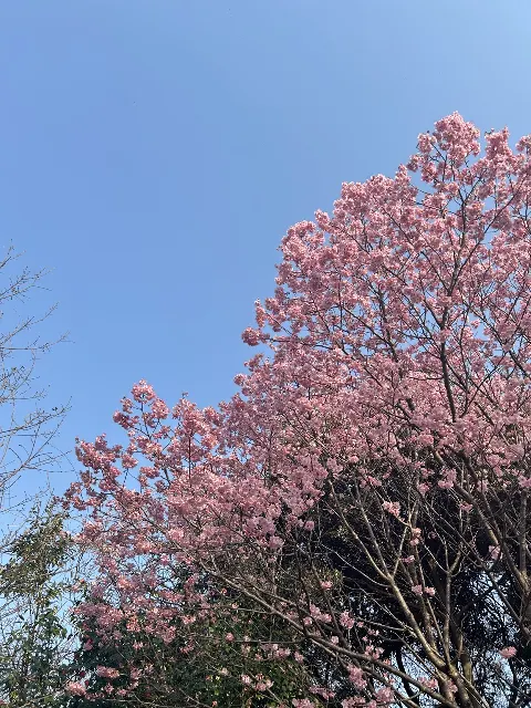 松尾 桜｜懐かしい友の声   松尾 桜（2026-03-27）｜7枚目