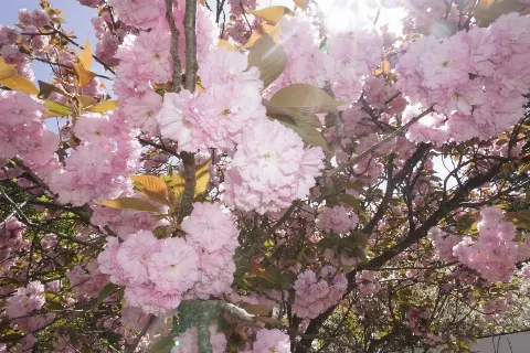 松尾 桜｜LOVELY日和（2026-04-24）｜3枚目