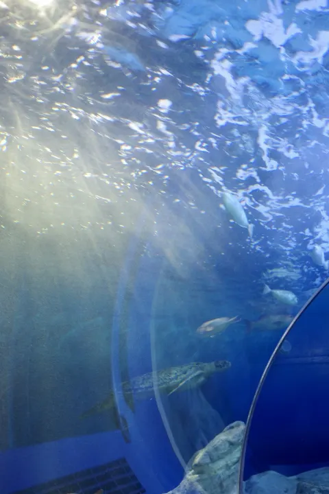 片山 紗希｜水族館𓈒𓆉🫧‪*。（2026-08-07）｜3枚目