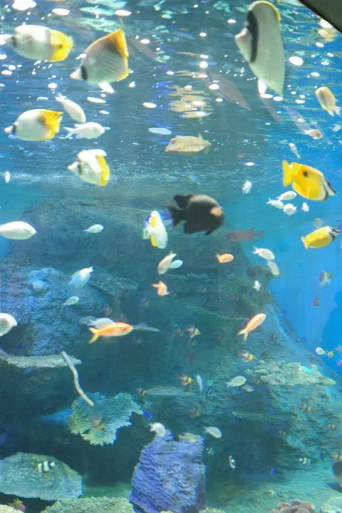 片山 紗希｜水族館𓈒𓆉🫧‪*。（2026-08-07）｜4枚目