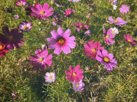 東村 芽依｜9月18日（2024-09-18）｜2枚目