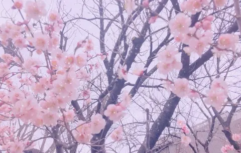 東村 芽依｜あめ（2018-03-10）｜4枚目