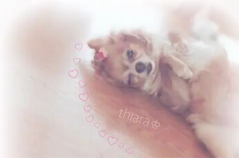 東村 芽依｜(_﹡ˆoˆ﹡_)♩...21（2016-09-11）｜2枚目