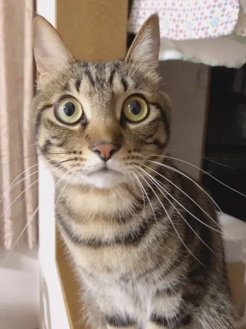 井口 眞緒｜愛猫のこたまくんです（2019-01-05）｜6枚目
