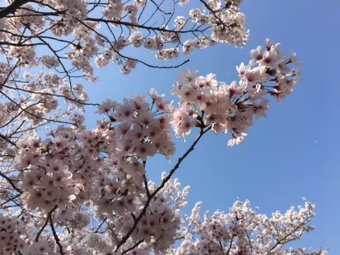 影山 優佳｜さくらさくら。562。（2018-04-06）｜4枚目