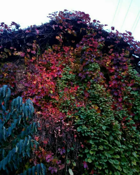 柿崎 芽実｜錦秋（2016-11-08）｜2枚目