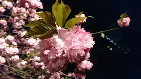 柿崎 芽実｜夜桜（2017-04-19）｜2枚目