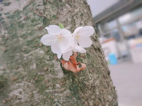 柿崎 芽実｜新番組📺（2018-03-25）