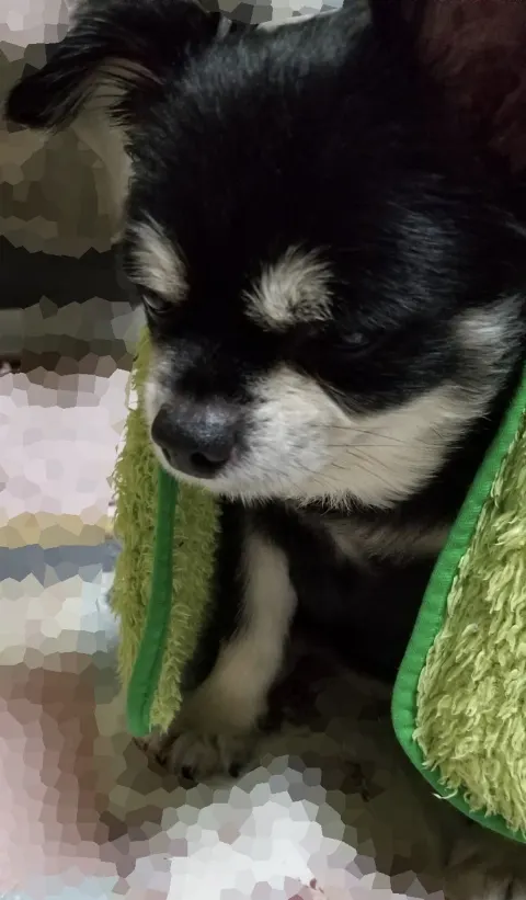 加藤 史帆｜黒豆くんの毛布(・ω・)（2019-12-14）｜2枚目