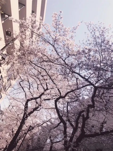 加藤 史帆｜桜きれい( ・ω・)（2017-04-06）