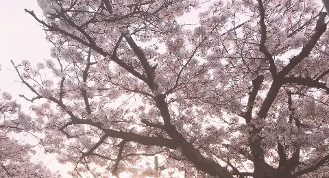 河田 陽菜｜ケータイの画面シールに気泡ができてしまった   河田陽菜（2018-04-08）｜3枚目