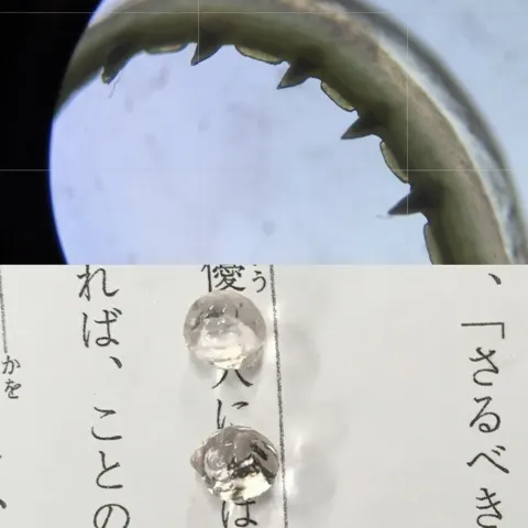 岸 帆夏｜生物選択🦑岸帆夏（きしほのか）です。（2022-12-02）