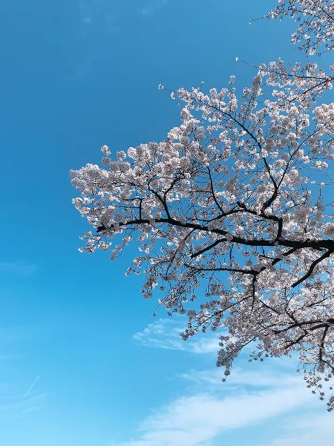 松田 好花｜桜だね〜（2019-04-06）