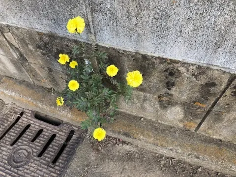 丹生 明里｜~緑が大好きです！~（2018-11-25）｜2枚目