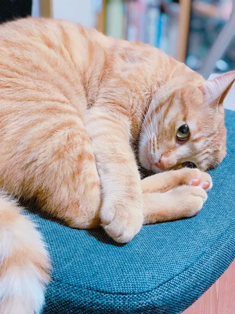 佐々木 美玲｜久々の🐱（2019-01-24）