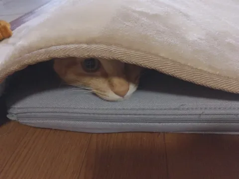 佐々木 美玲｜にゃ〜🐱（2018-01-07）｜3枚目