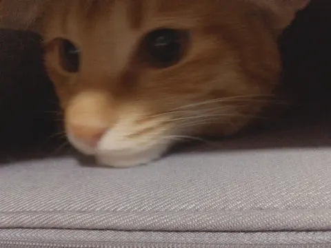 佐々木 美玲｜にゃ〜🐱（2018-01-07）｜4枚目
