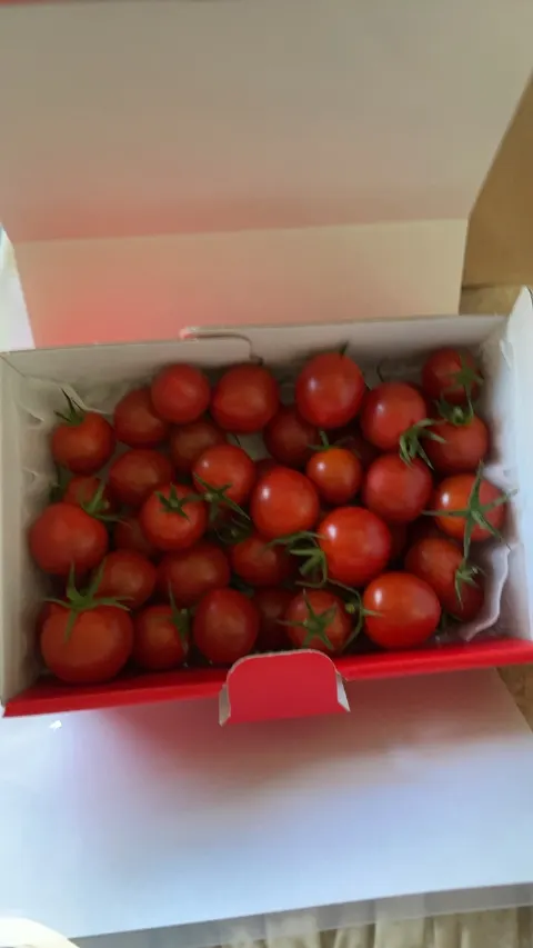 佐々木 美玲｜トマト🍅（2021-09-02）｜2枚目
