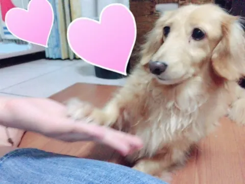 佐々木 美玲｜愛犬(*^ω^*)  みれい（2016-08-16）｜2枚目