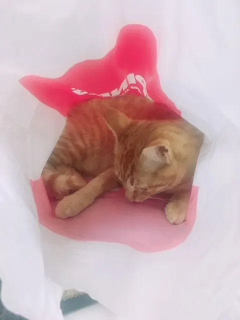 佐々木 美玲｜あおちゃん🐈（2018-02-25）｜3枚目
