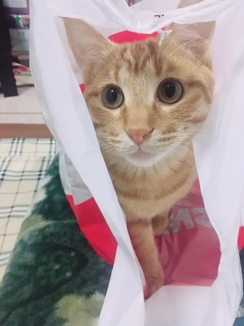 佐々木 美玲｜あおちゃん🐈（2018-02-25）｜4枚目