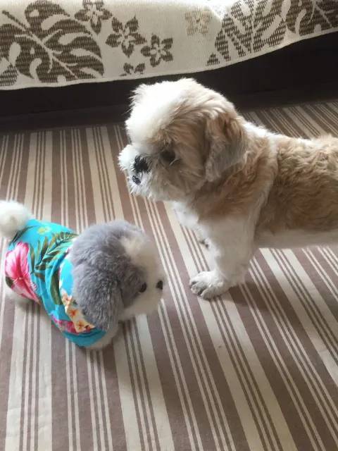 高本 彩花｜ワン🐶（2018-01-07）｜4枚目