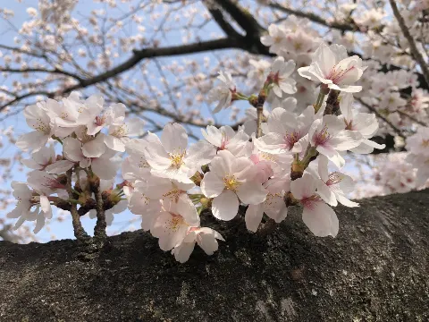 高本 彩花｜新学期の匂い（2018-04-08）｜2枚目