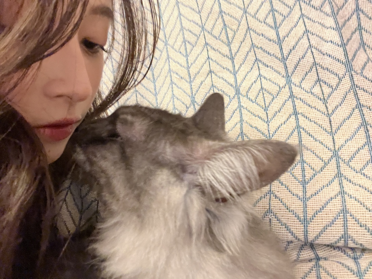 井上 和｜猫猫（2024-12-06）