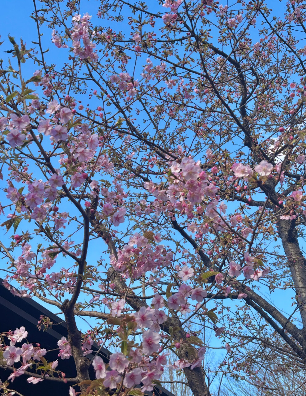 一ノ瀬 美空｜福岡姉妹（2025-03-03）｜5枚目