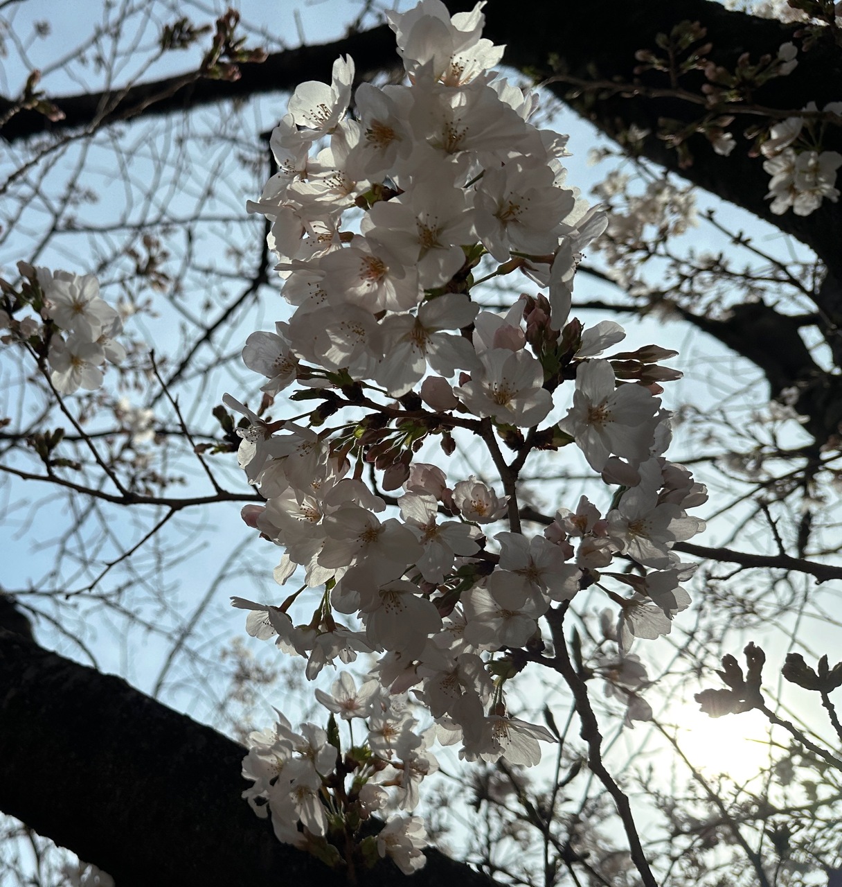 遠藤 さくら｜粉々だったの 心（2026-03-21）