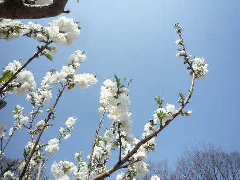 柴田 柚菜｜たけのこごはん好き（2025-04-25）｜2枚目