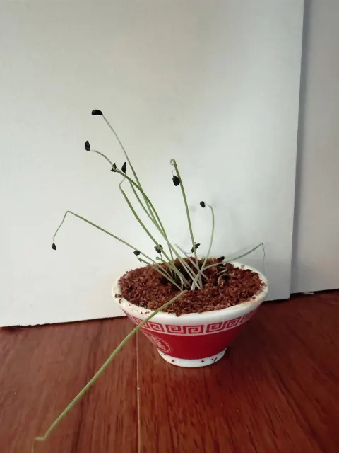 五百城 茉央｜是非是非是非（2026-06-29）｜5枚目