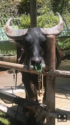 齋藤 飛鳥｜冬の訪れを告げるその人は、青に包まれていた。冷え切った外気の…（2020-01-31）｜2枚目