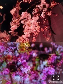 斎藤 ちはる｜さくら尽くし（2017-03-27）｜3枚目