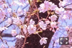 斎藤 ちはる｜桜が好き（2017-04-05）｜2枚目