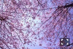 斎藤 ちはる｜桜が好き（2017-04-05）｜3枚目
