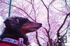 斎藤 ちはる｜さくらと桜（2017-04-06）｜2枚目