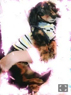 斎藤 ちはる｜愛犬（2017-04-26）｜4枚目
