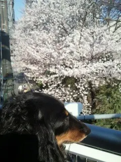 斎藤 ちはる｜ほっこり♪♪(o・ω・)ノ))（2012-04-09）｜4枚目