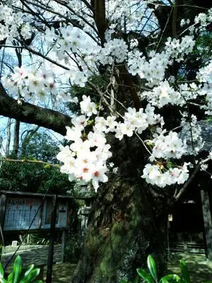 樋口 日奈｜日だまりのお部屋*198 ひなちま（2013-03-23）