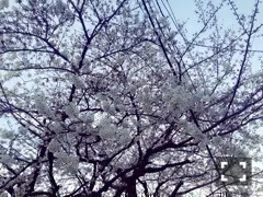 樋口 日奈｜日だまりのお部屋328 *ひなちま（2014-03-30）｜2枚目