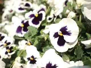 高山 一実｜（´-`）.｡oO(かずみん×53（2012-04-10）｜2枚目