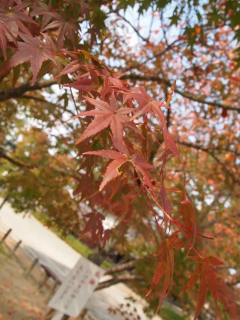 高山 一実｜かずみんです＊.°（2011-11-18）