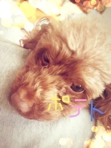 和田 まあや｜happy*new*year**\(^o^)/*（2015-01-09）｜21枚目