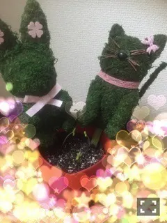 和田 まあや｜髪切っちゃった～(  ்▿்)ﾆﾊﾟｯ（2015-05-25）｜49枚目
