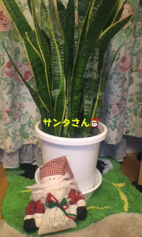 和田 まあや｜まあやだze(^O^)（2011-12-21）