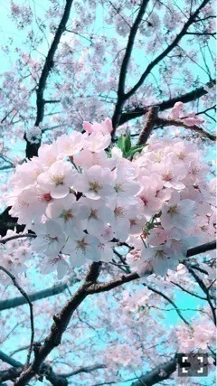 秋元 真夏｜#桜とぷく顔 ヽ(｡･ω･｡)ﾉ504（2017-04-08）