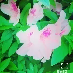 衛藤 美彩｜ヘルシー料理だぁー（2015-04-30）｜2枚目