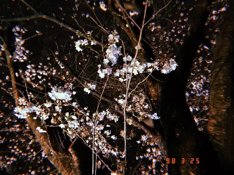 寺田 蘭世｜4時間で恥ずかしくないの（2019-03-31）｜6枚目