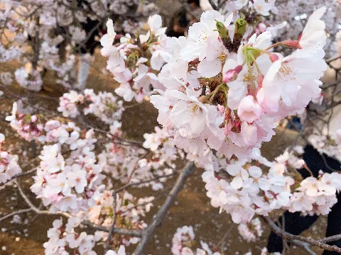 桜井 玲香｜2019.04.07（2019-04-07）｜2枚目